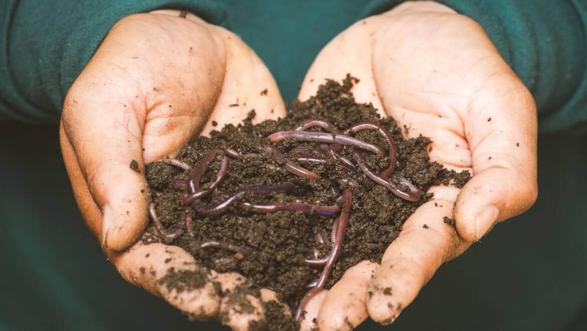 Beginner’s Guide to Worm Farming: How to Start Your First Vermicomposting Bin