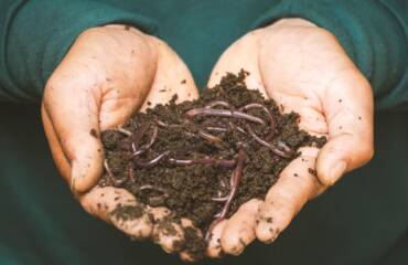 Beginner’s Guide to Worm Farming: How to Start Your First Vermicomposting Bin
