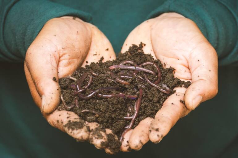 Beginner’s Guide to Worm Farming: How to Start Your First Vermicomposting Bin