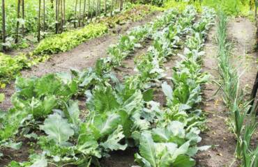 Top 10 Benefits of Using Worm Castings in Your Garden