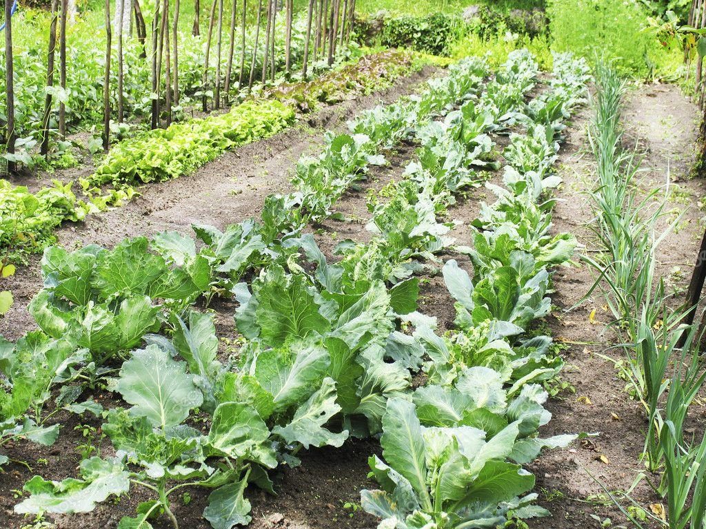 Top 10 Benefits of Using Worm Castings in Your Garden
